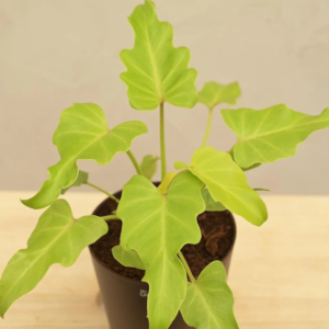 Philodendron Xanadu Plant - Green