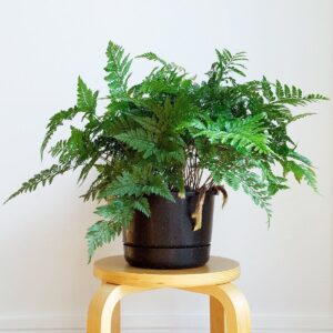 Rabbit's Foot Fern Plant