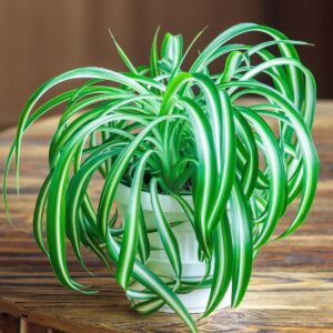 Spider Plant