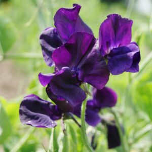 Sweet Pea Royal