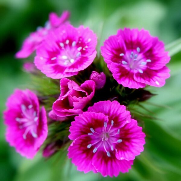 Sweet William Mix Seed