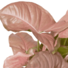 Syngonium Pink Neon - Medium