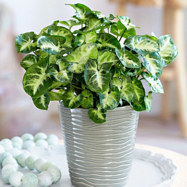 Syngonium Pixie Plant