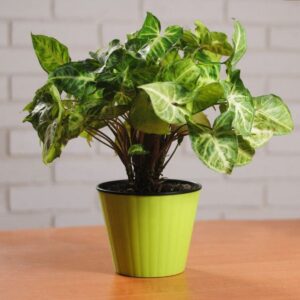 Syngonium Plant