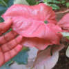 Syngonium Plant Pink