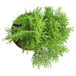 Thuja Plant - XL