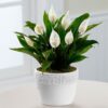 Peace lily plant