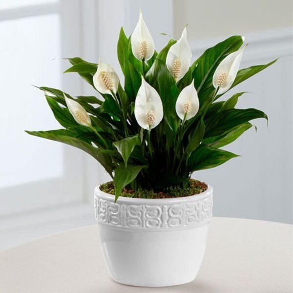 Peace lily plant