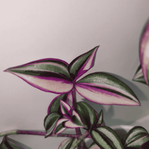 Wandering Jew Plant