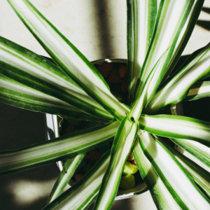 Yucca Silver Plant