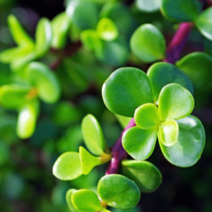 Elephant Bush Plant