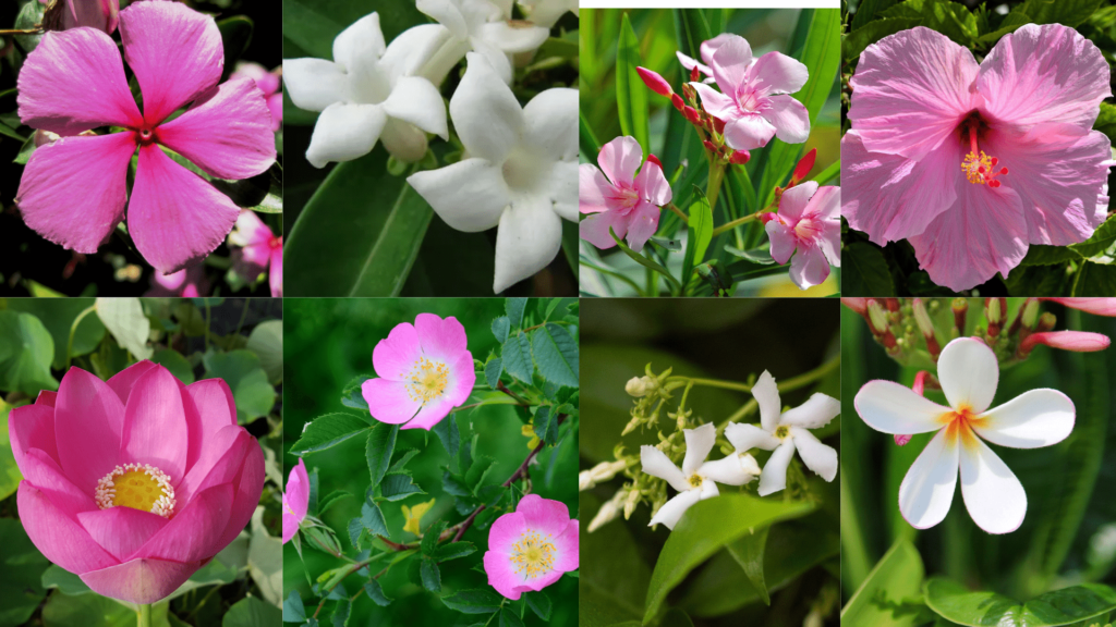 11 Most Enchanting 5-Petal Flowers and Their Profound Spiritual Significance