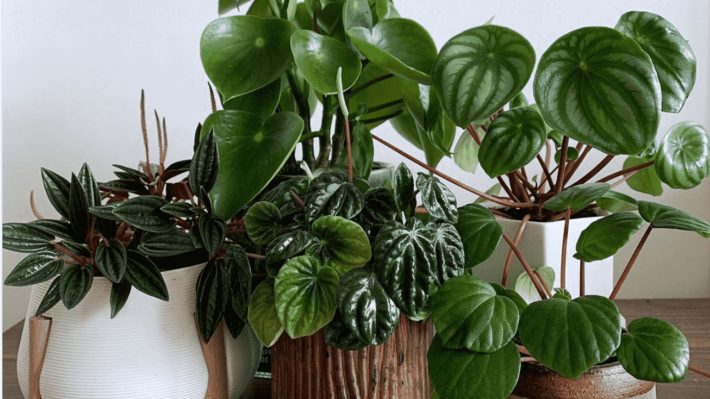 13 Creative Ways to Display Peperomia Plants in Your Decor