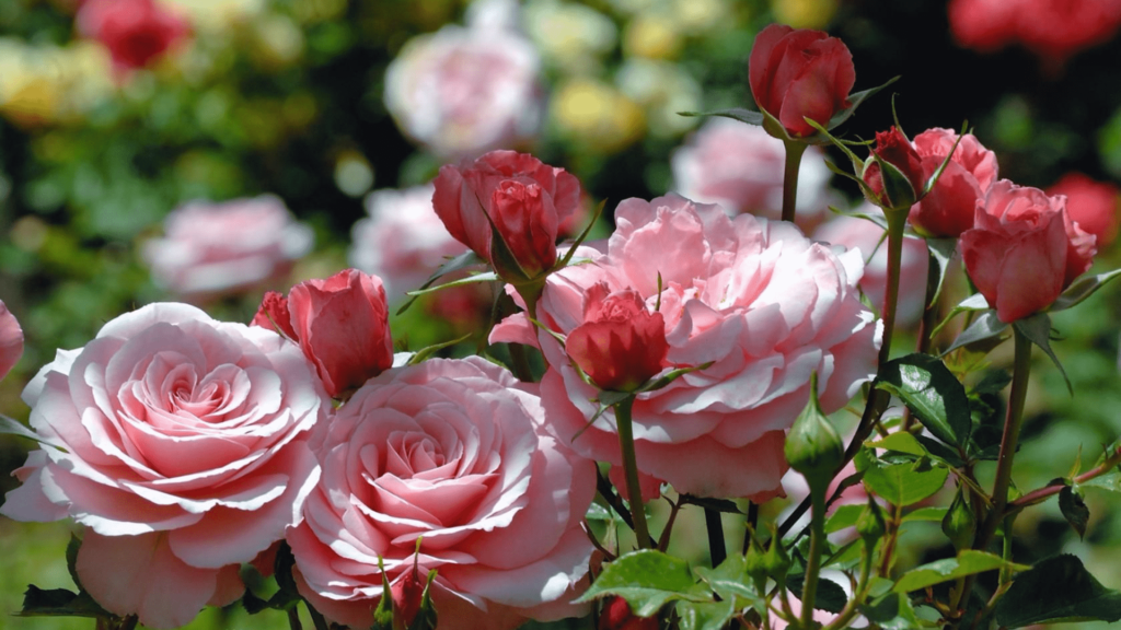 Everything You Need to Know About Different Types of Roses