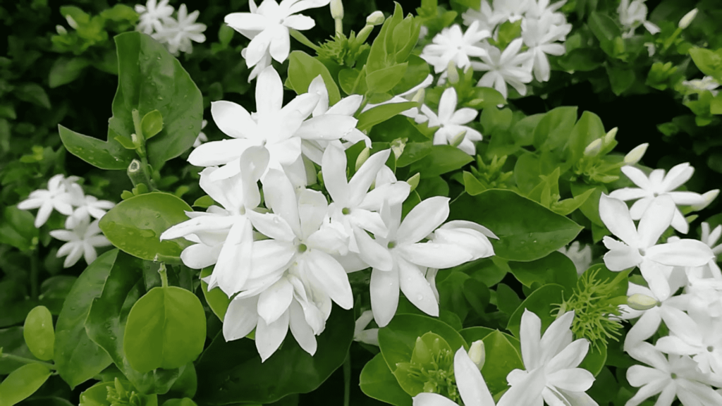 30 Different types of Jasmine plants