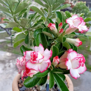 Adenium Soil 1 Kg