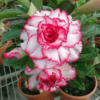 Adenium Plant, Desert Rose (Grafted, Any Color) - Plant