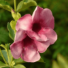 Allamanda Tiger (Peach Orange) - Plant