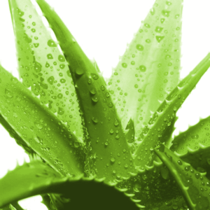 Aloe Vera - Succulent Plant