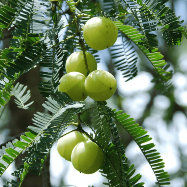 Amla, Tree for Bharani Nakshatra, Aries or Mesh Rashi - Plant