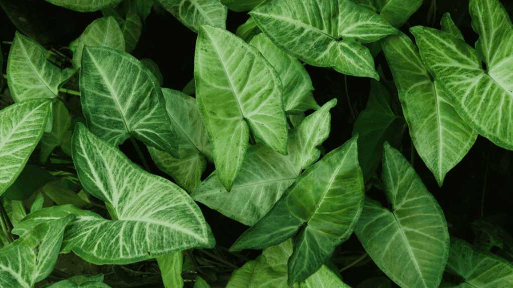 Arrowhead Plant: Boosts health, enhances Vastu energy flow