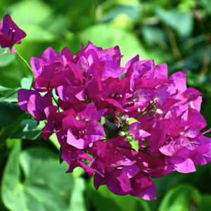 Bougainvillea (Pink) - Plant