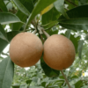 Chikoo, Sapota, Chiku Fruit (Grafted) - Plant