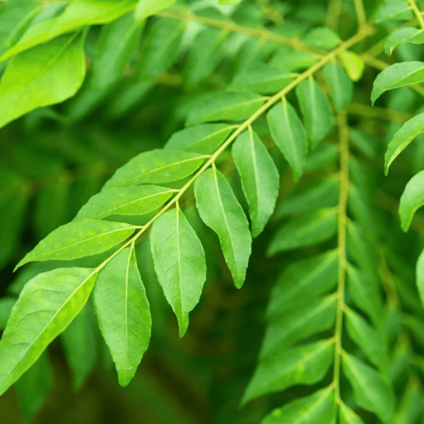 Curry Leaves, Kadi Patta, Murraya Koenigii, Meetha Neem - Plant