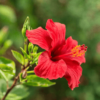 Desi Hibiscus - Plant