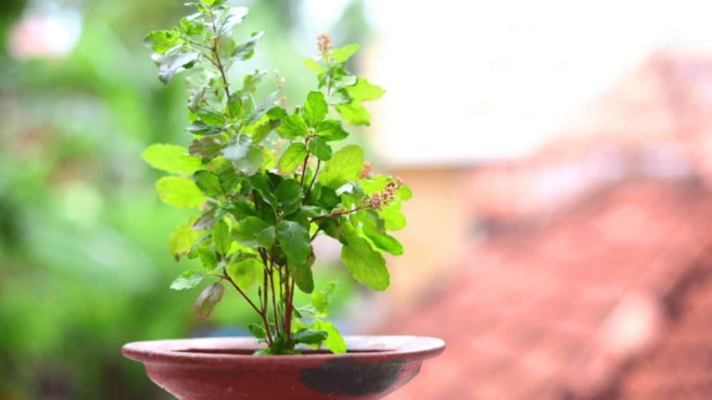 India is home to four different types of Tulsi