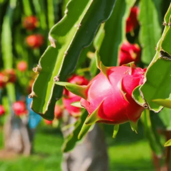 Dragon Fruit - Plant