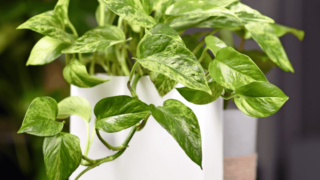 Essential Tips for Epipremnum Aureum Care