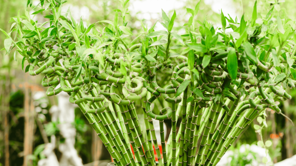 Fascinating Facts About the Lucky Bamboo Plant