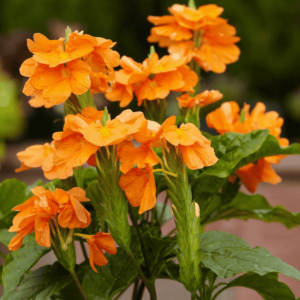 Abuli, Firecracker Flower - Plant