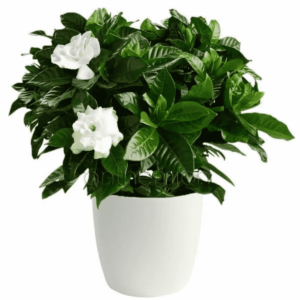 Gardenia, Ananta - Plant