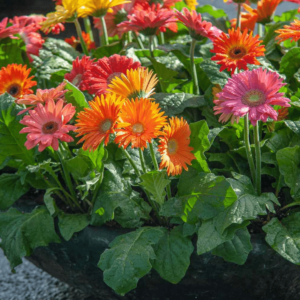 Gerbera (Any Color) - Plant