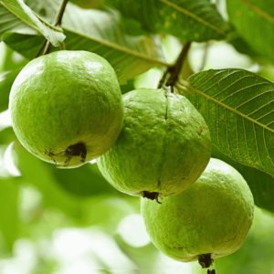 Guava Tree, Amrud, Psidium guajava (Grafted) - Plant