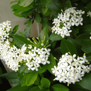 Ixora Mini Dwarf (White) - Plant