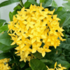 Ixora Mini Dwarf (Yellow) - Plant