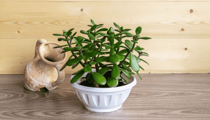 Jade Plant