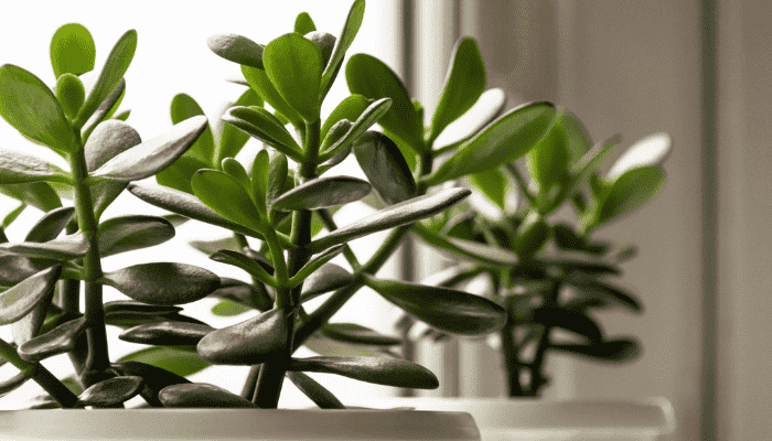 Jade Plant