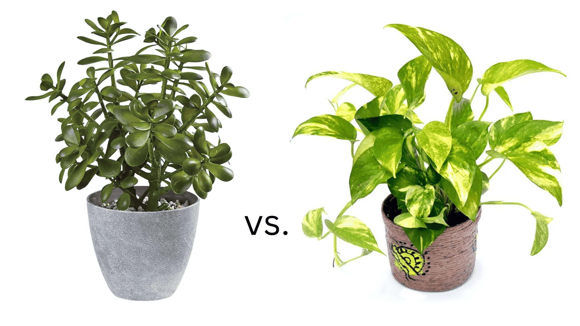 Jade Plant vs. Money Plant Which One Is Superior? - Plantozia