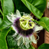 Krishna Kamal, Passion flower, Passiflora incarnata (Purple) - Plant