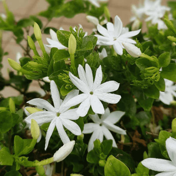 Kunda, Downy Jasmine - Plant