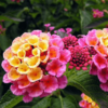 Lantana camara (Any Color) - Plant