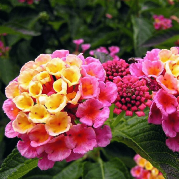 Lantana camara (Any Color) - Plant