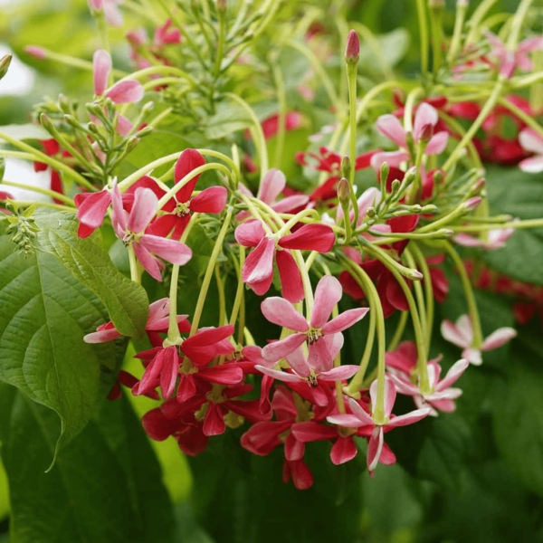 Madhumalti Dwarf, Rangoon Creeper - Plant