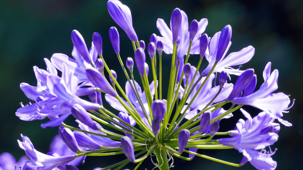 Master Growing and Thriving with Agapanthus Poppin Purple