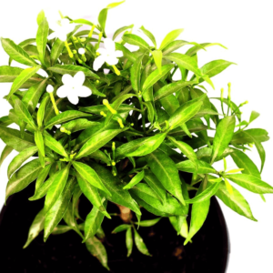 Mini Togor Flower (Mini Crape Jasmine) - Plant