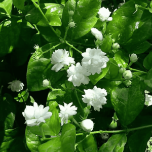 Jasminum Sambac, Mogra, Arabian Jasmine - Plant